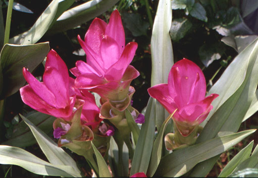 Curcuma alismatifolia